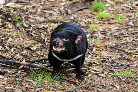 4-Day Fabulous Tasmania Tour: Wineglass Bay, Port Arthur, Devils & Bruny Island - Hotel Accommodation 4