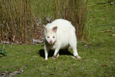 4-Day Fabulous Tasmania Tour: Wineglass Bay, Port Arthur, Devils & Bruny Island - Hotel Accommodation 2