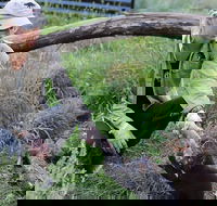 1-Hour Tasmanian Devil Feeding Day Tour at Cradle Mountain - Hotel Accommodation