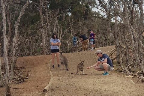 Phillip Island Penguin And Wildlife Tour - Hotel Accommodation 34