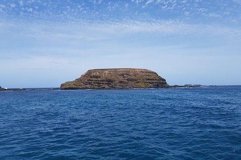 Phillip Island Penguin And Wildlife Tour - Hotel Accommodation 17