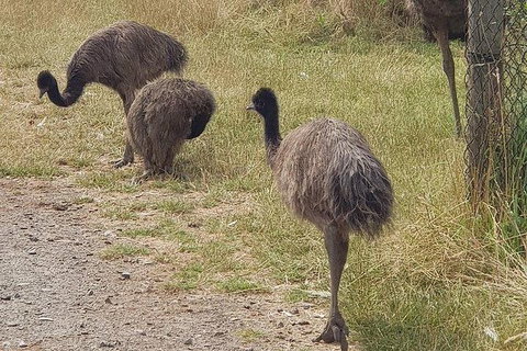 Phillip Island Penguin And Wildlife Tour - Hotel Accommodation 32