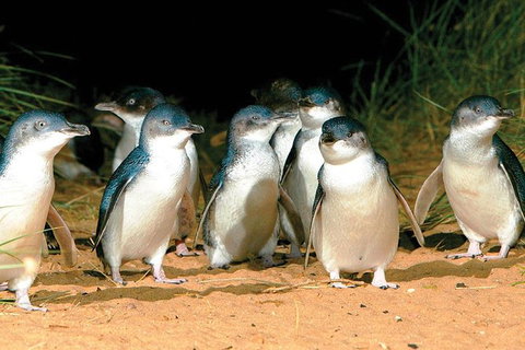 Phillip Island Penguin And Wildlife Tour - Hotel Accommodation 0