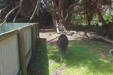 Phillip Island Penguin And Wildlife Tour - Hotel Accommodation 5