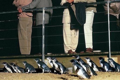 Phillip Island Penguin And Wildlife Tour - Hotel Accommodation 20