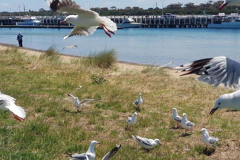Phillip Island Penguin And Wildlife Tour - Hotel Accommodation 1