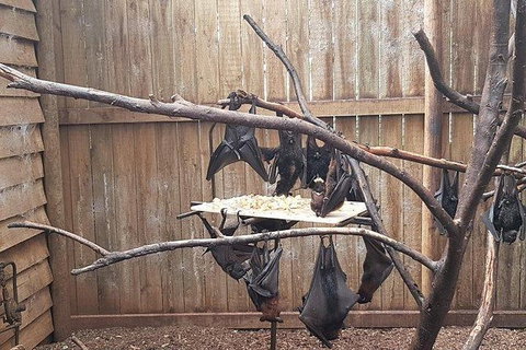 Phillip Island Penguin And Wildlife Tour - Hotel Accommodation 31