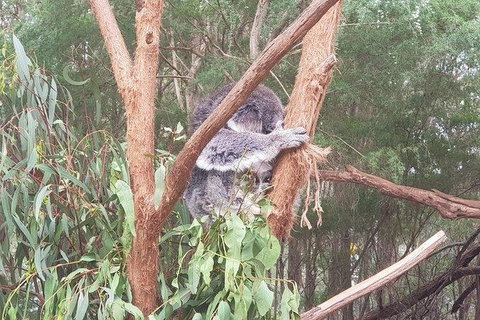 Phillip Island Penguin And Wildlife Tour - Hotel Accommodation 16