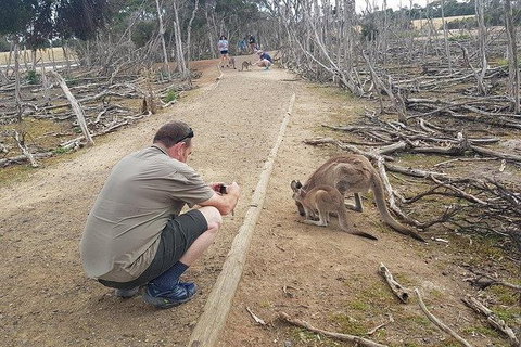 Phillip Island Penguin And Wildlife Tour - Hotel Accommodation 30