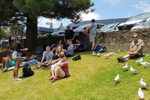 Phillip Island Penguin And Wildlife Tour - Hotel Accommodation 22