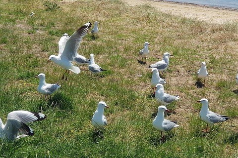Phillip Island Penguin And Wildlife Tour - Hotel Accommodation 9