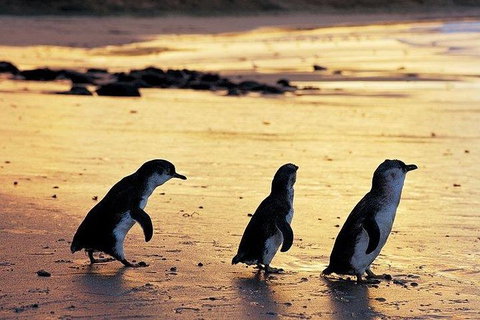 Phillip Island Penguin And Wildlife Tour - Hotel Accommodation 13