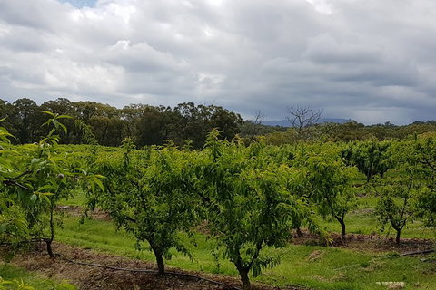 Yarra Valley Wineries And Rayners Orchard Tour From Melbourne - Hotel Accommodation 18