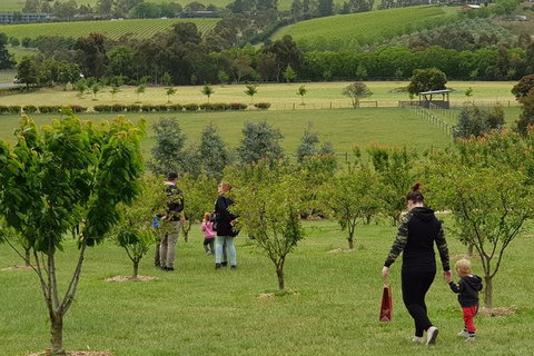 Day Tour Of Yarra Valley Puffing Billy And Rayners Orchard - Hotel Accommodation 36
