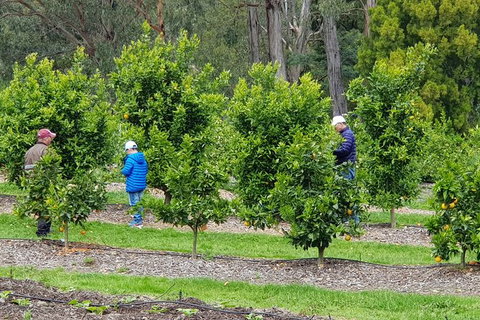 Day Tour Of Yarra Valley Puffing Billy And Rayners Orchard - Hotel Accommodation 1