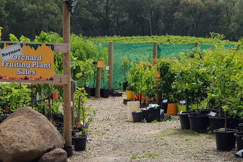 Day Tour Of Yarra Valley Puffing Billy And Rayners Orchard - Hotel Accommodation 22
