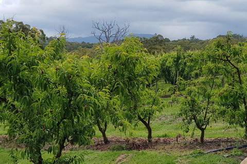Day Tour Of Yarra Valley Puffing Billy And Rayners Orchard - Hotel Accommodation 41