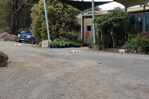 Day Tour Of Yarra Valley Puffing Billy And Rayners Orchard - Hotel Accommodation 26