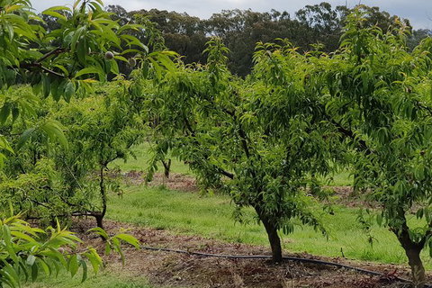 Day Tour Of Yarra Valley Puffing Billy And Rayners Orchard - Hotel Accommodation 49