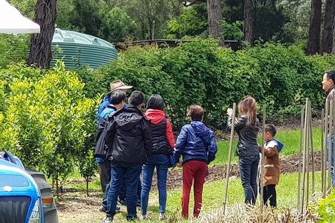 Day Tour Of Yarra Valley Puffing Billy And Rayners Orchard - Hotel Accommodation 16