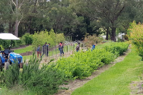 Day Tour Of Yarra Valley Puffing Billy And Rayners Orchard - Hotel Accommodation 29