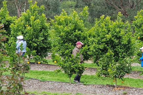 Day Tour Of Yarra Valley Puffing Billy And Rayners Orchard - Hotel Accommodation 34