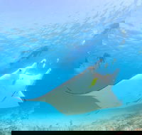 Marine Eco Safari - Swim with Manta Rays