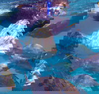 Coral Bay 2-Hour Coral Viewing and Snorkeling