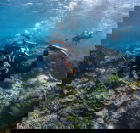 Ningaloo Adventure and Manta Ray Tour