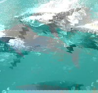 Roebuck Bay Snubfin Dolphin Cruise