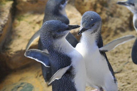 Penguin Island Tour - Hotel Accommodation 0