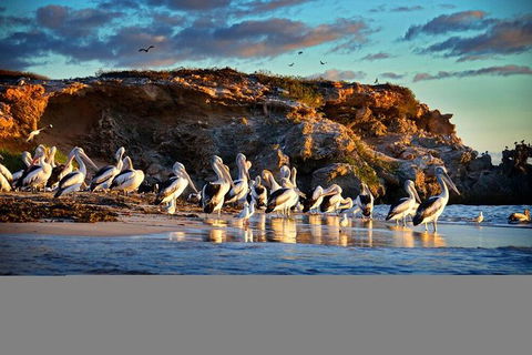 Penguin Island Tour - Hotel Accommodation 1