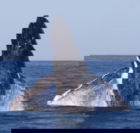 Full-Day Whale Watching Snorkeling and Swimming at Coral Bay