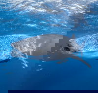 Whale Shark Adventure Tour