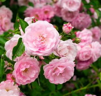 Botanical gardens winery and scenic full day tour - Hotel Accommodation