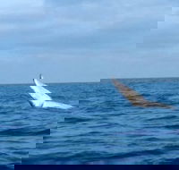 Whale Watching boat tour in Geraldton - Hotel Accommodation