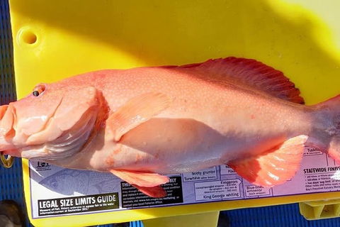 Geraldton Fishing Charter - Hotel Accommodation 13