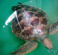 Australian Seabird Rescue - Hotel Accommodation