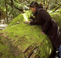 Washpool National Park - Washpool Walk - Hotel Accommodation