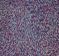 The Gate Gallery - Wollombi - Hotel Accommodation