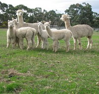 Blackgate Lodge Alpaca Stud - Hotel Accommodation