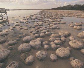 Lake Clifton Thrombolites - Hotel Accommodation 0