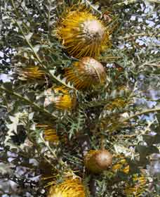 Nomans Lake WA Hotel Accommodation