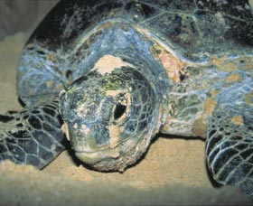 Turtle Nesting Season - Hotel Accommodation 0