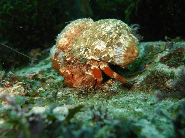 Jervis Bay Dive Charters - thumb 2