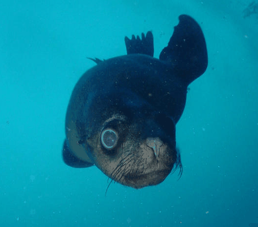 Jervis Bay Dive Charters - Hotel Accommodation 3