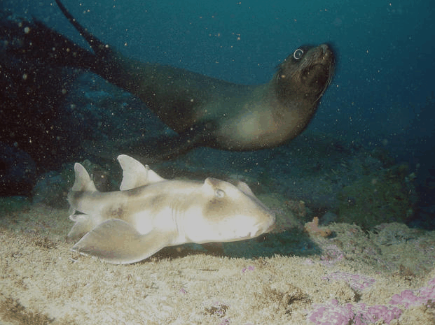 Jervis Bay Dive Charters - Hotel Accommodation 4