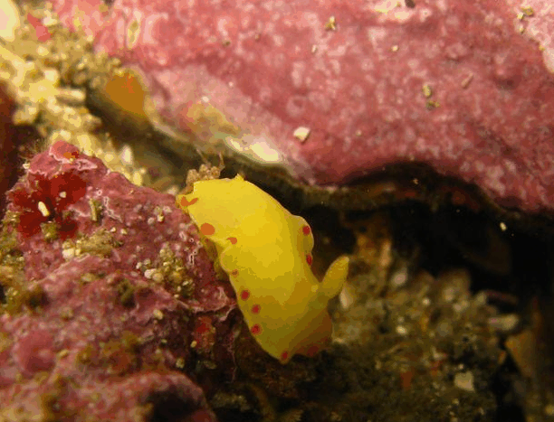 Jervis Bay Dive Charters - Hotel Accommodation 5