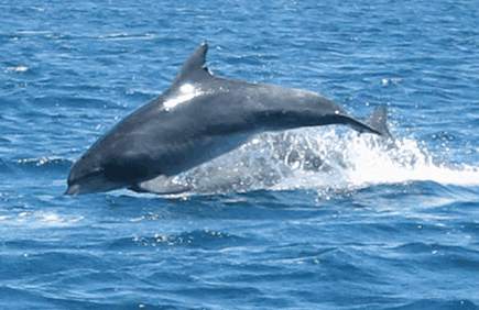 Dolphin Watch Cruises - Hotel Accommodation 3
