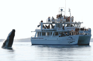 Dolphin Watch Cruises - Hotel Accommodation 6